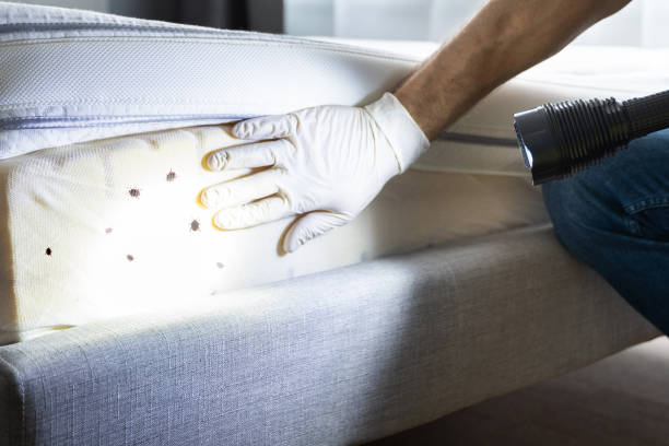 Best Exterminator Services  in Wendell, NC