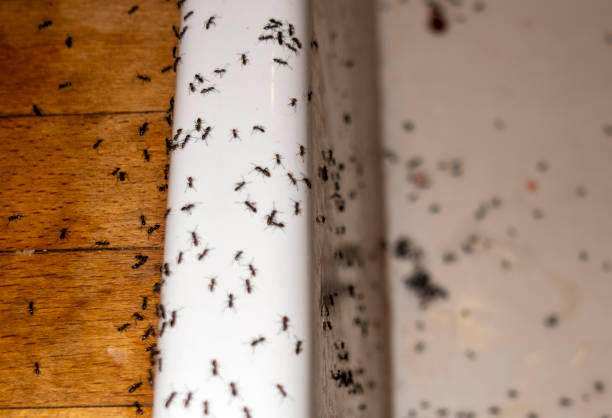 Best Residential Pest Control  in Wendell, NC